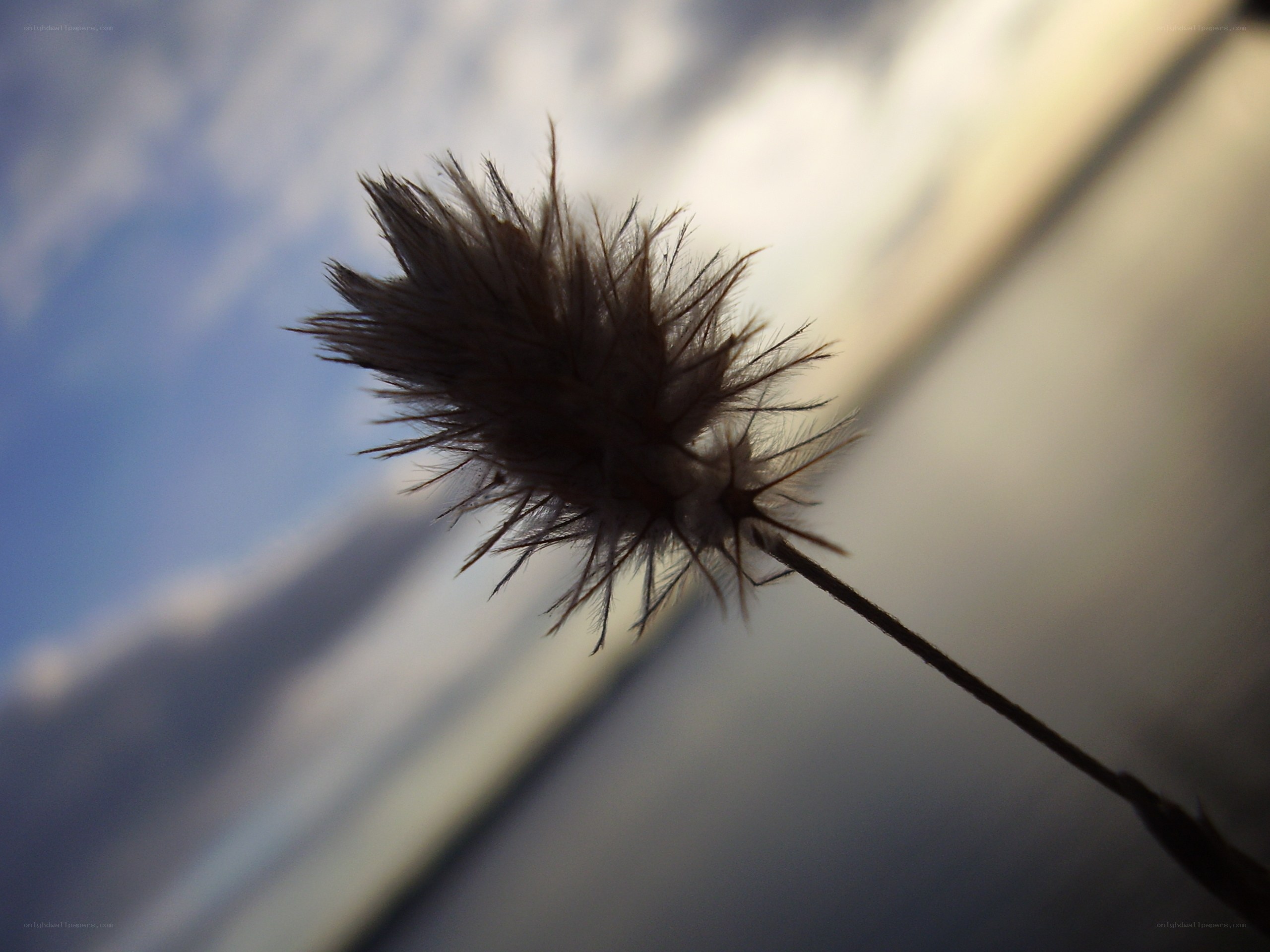 feathery plant against sky