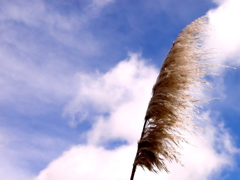 Feathery Reed Plume