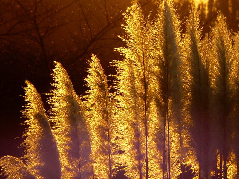Feathery Reeds at Sunset