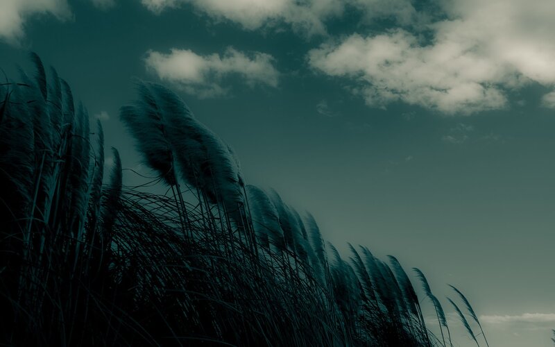 Feathery Reeds in Wind