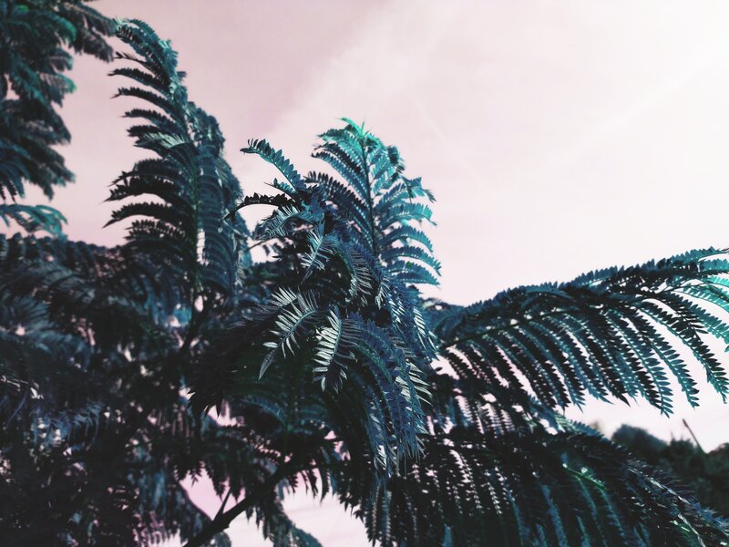 Feathery Tree Branches