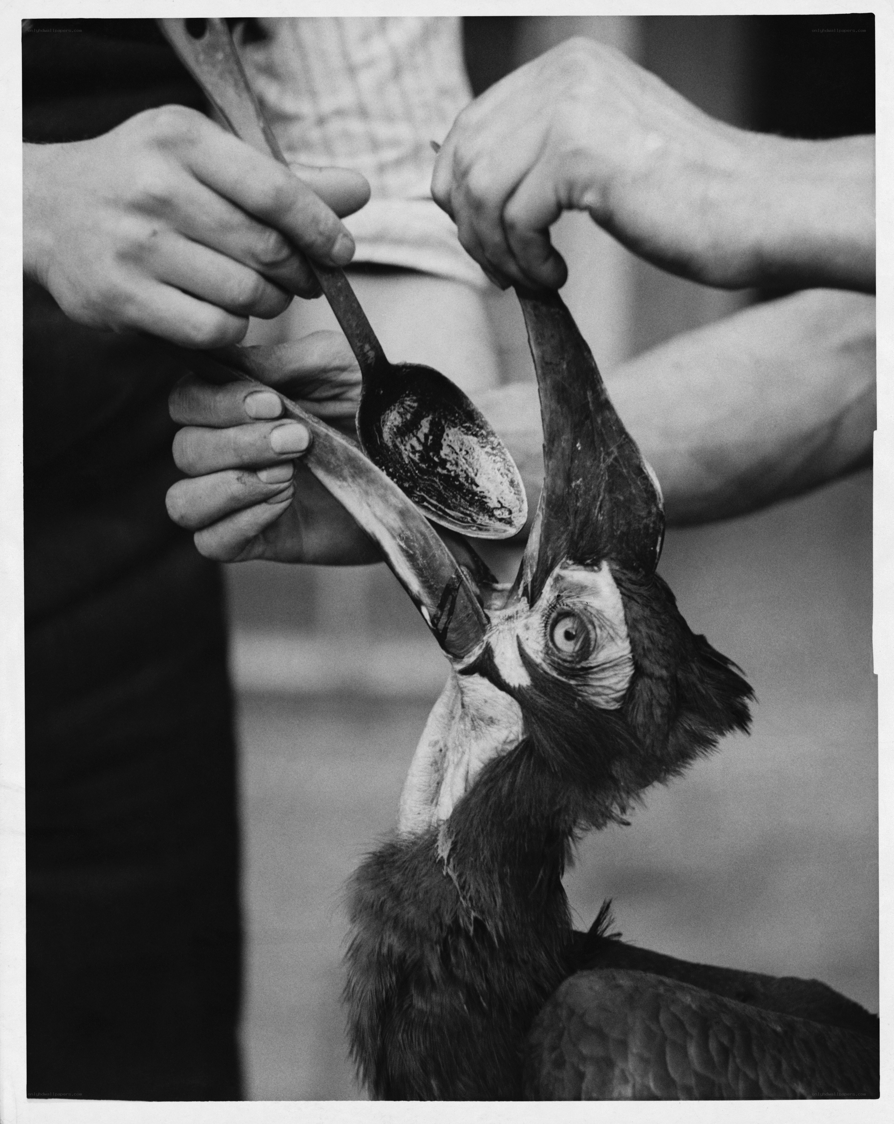 Feeding a bird with a spoon