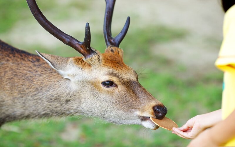 feeding a deer cookie