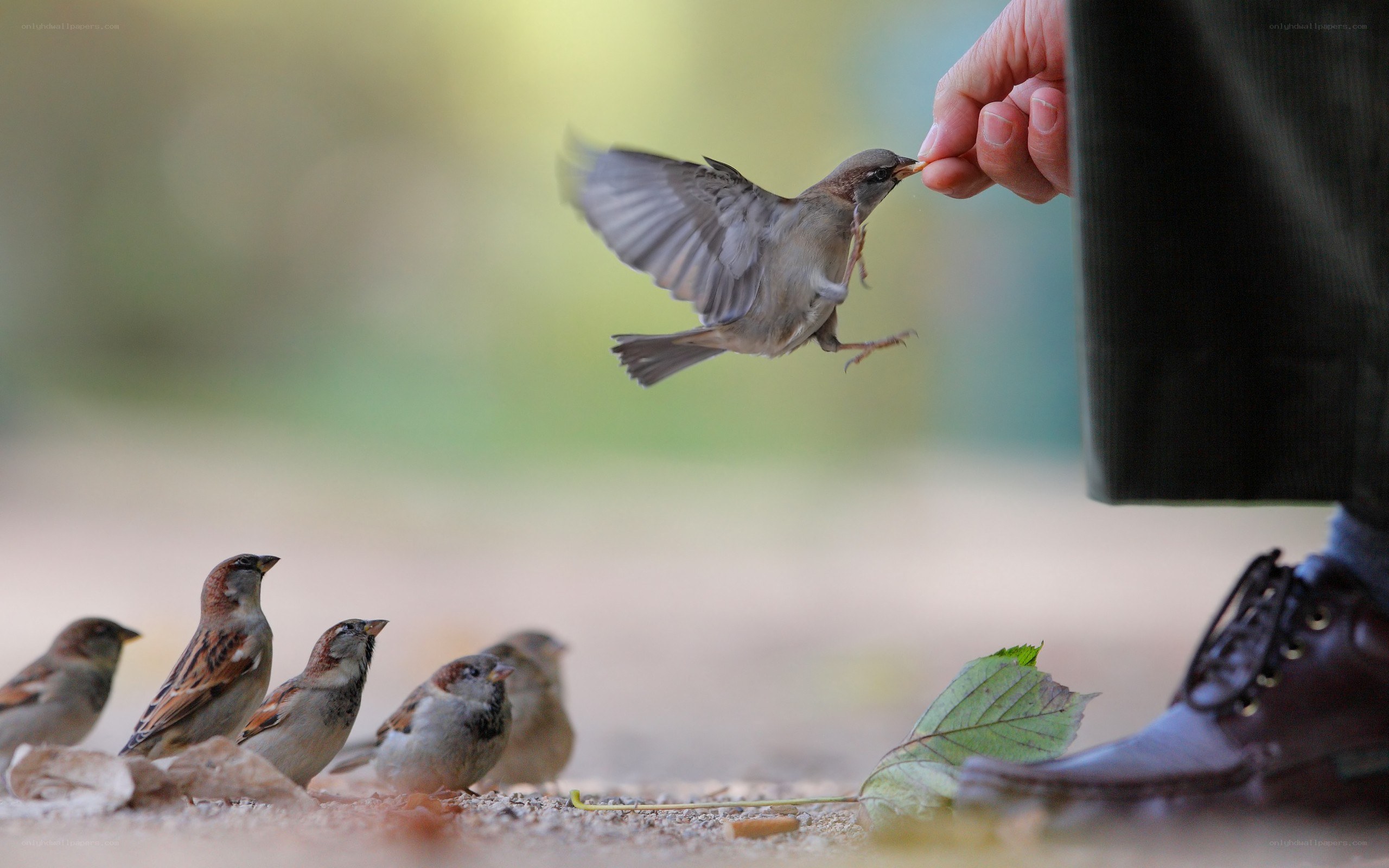 feeding a sparrow by hand