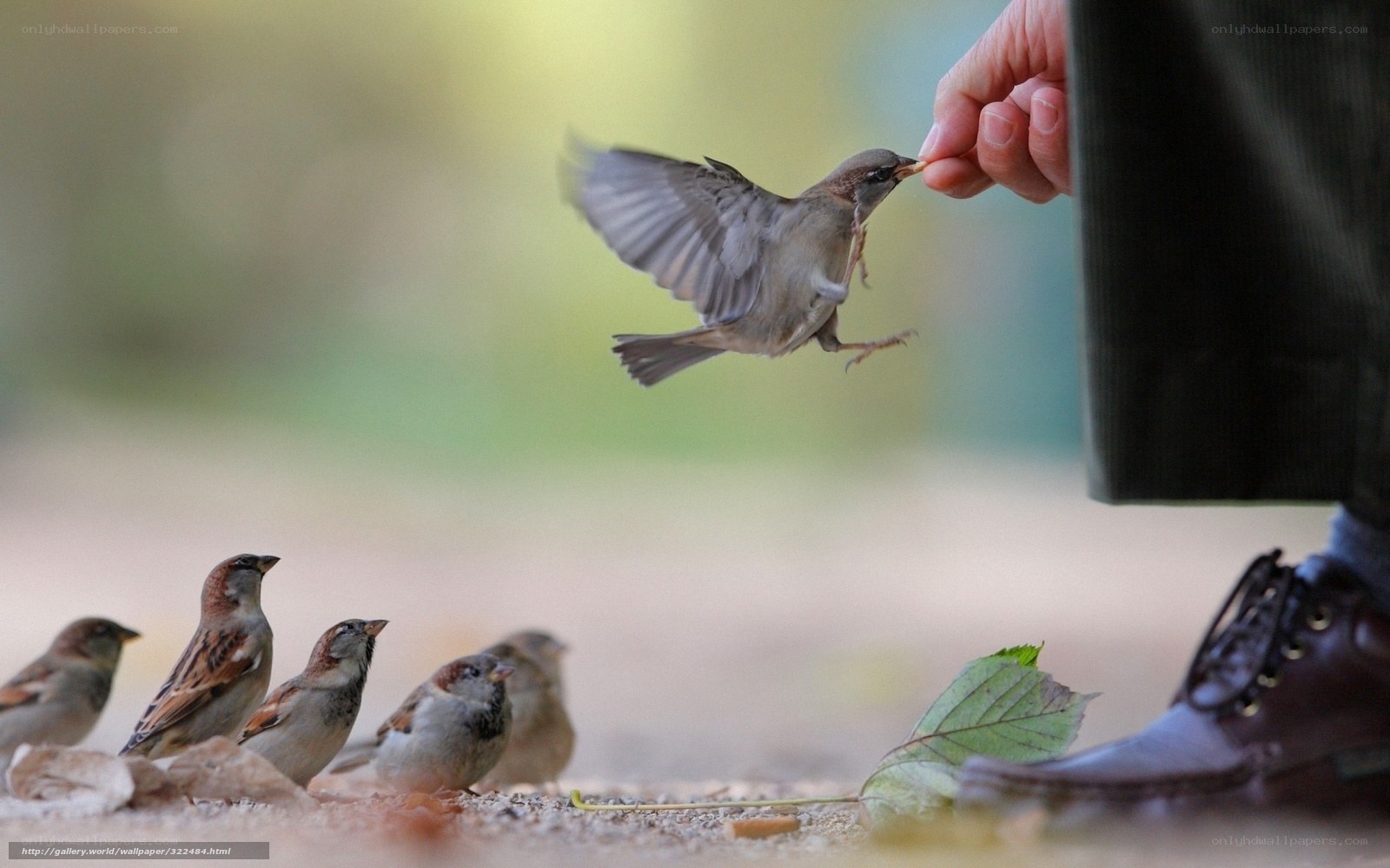 feeding birds by hand