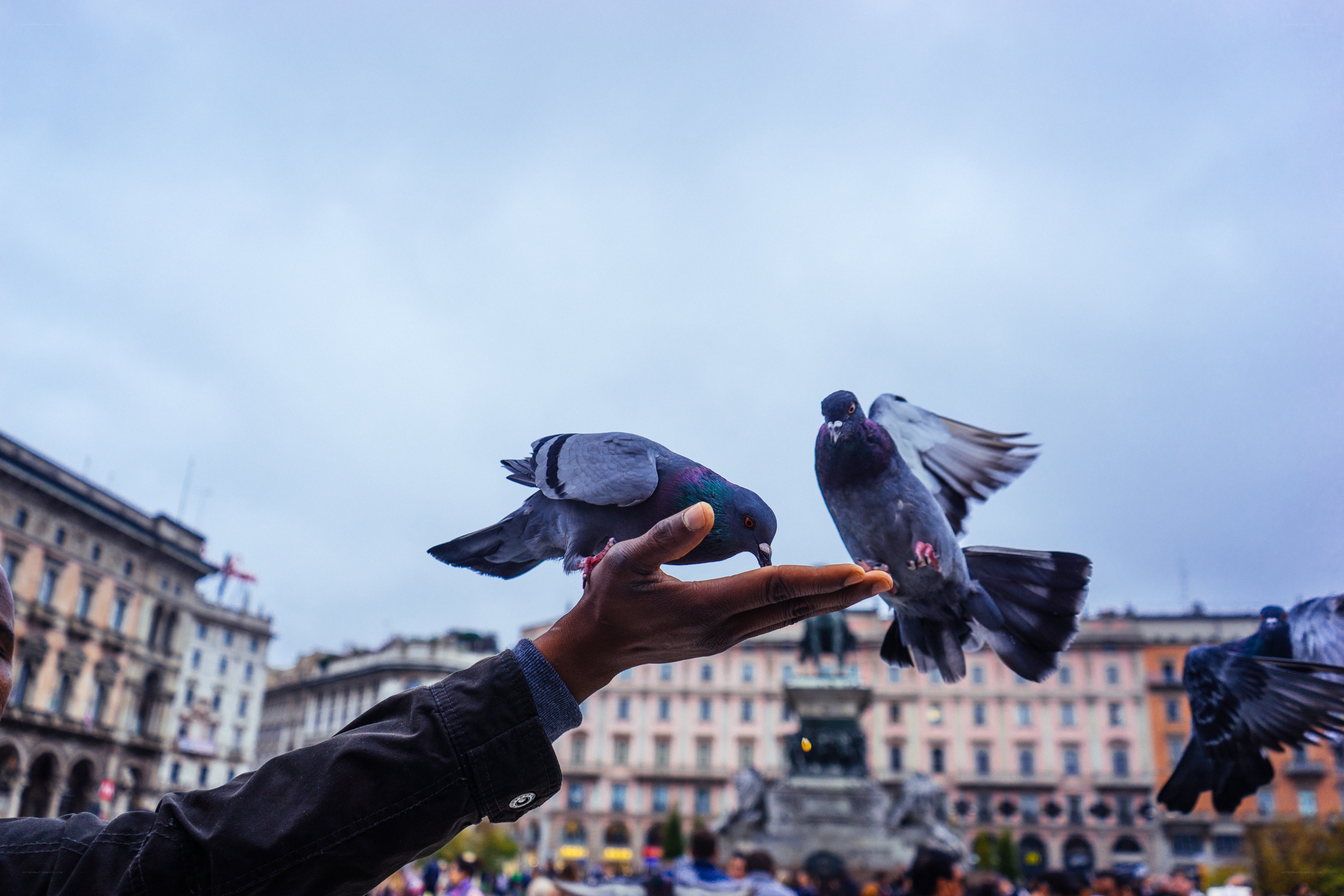 feeding pigeons in a city