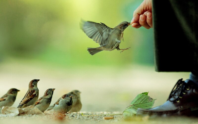 Feeding sparrows by hand