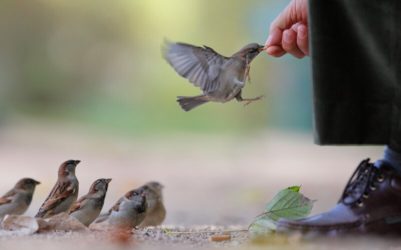 Feeding sparrows by hand
