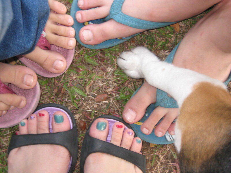 feet and dog paw on grass