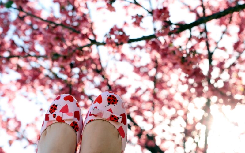 feet in ladybug shoes under cherry blossoms