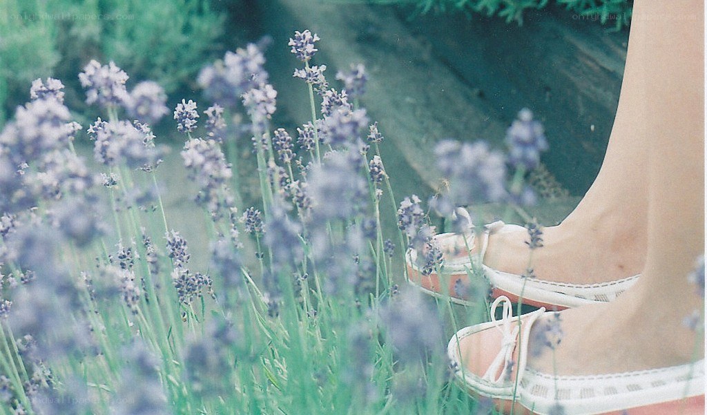feet in lavender field