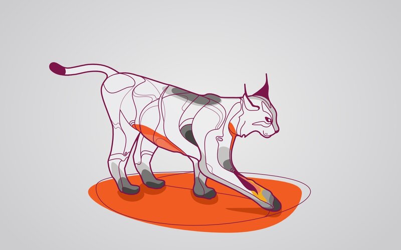 feline anatomy illustration