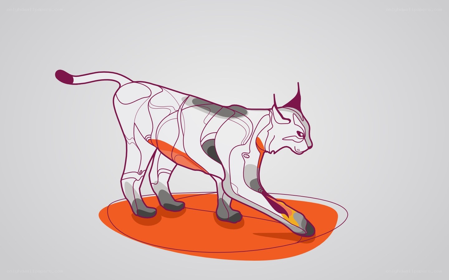 feline anatomy illustration