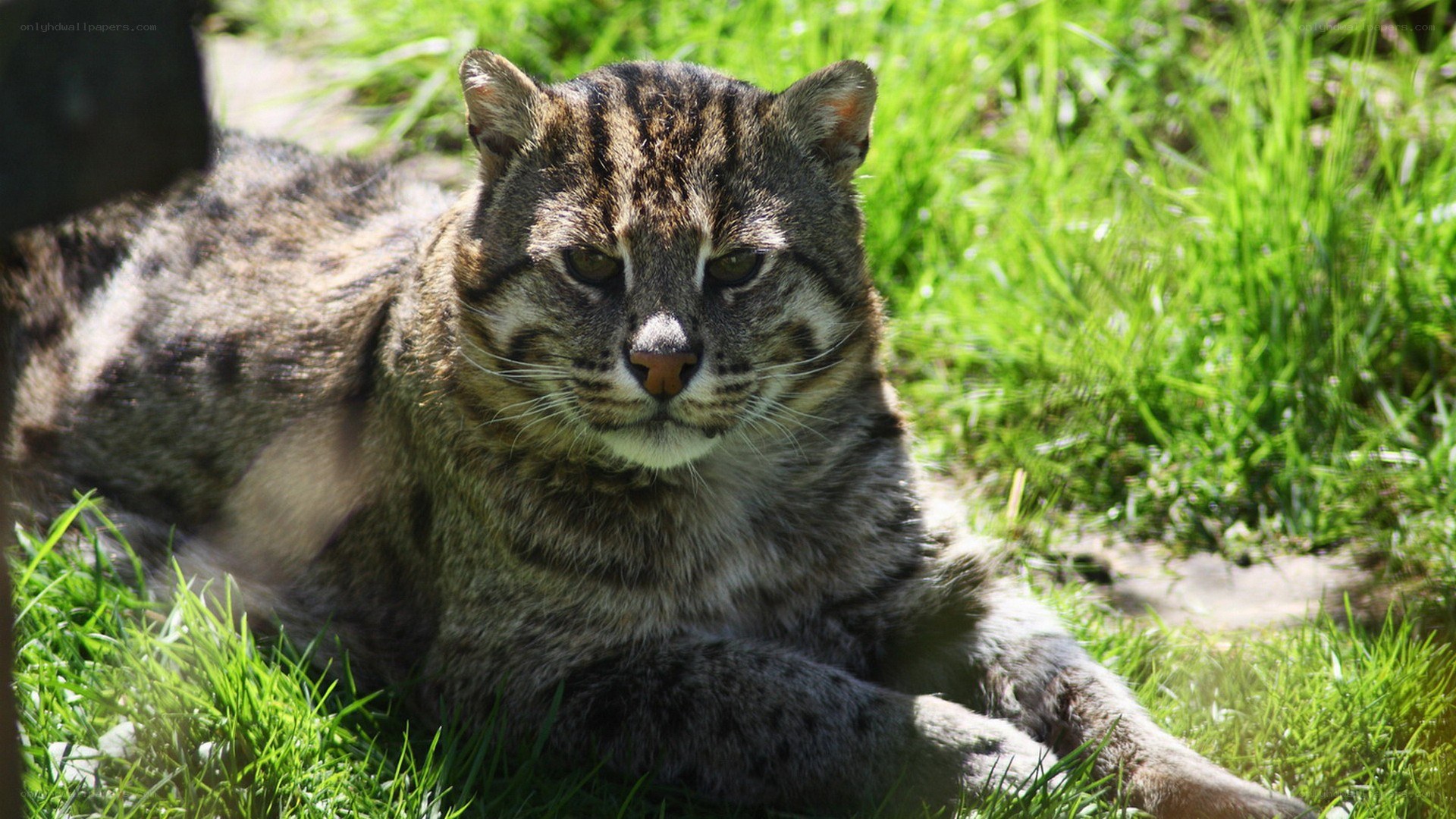 Feline resting in the grass