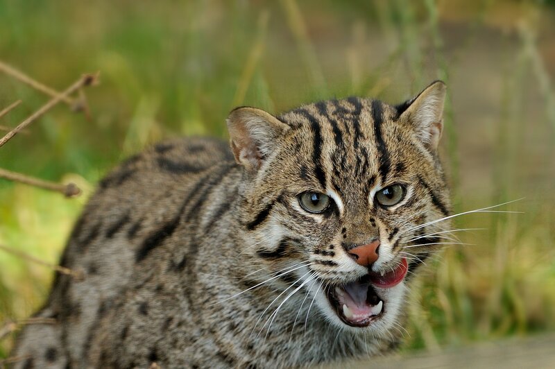 Feline with open mouth