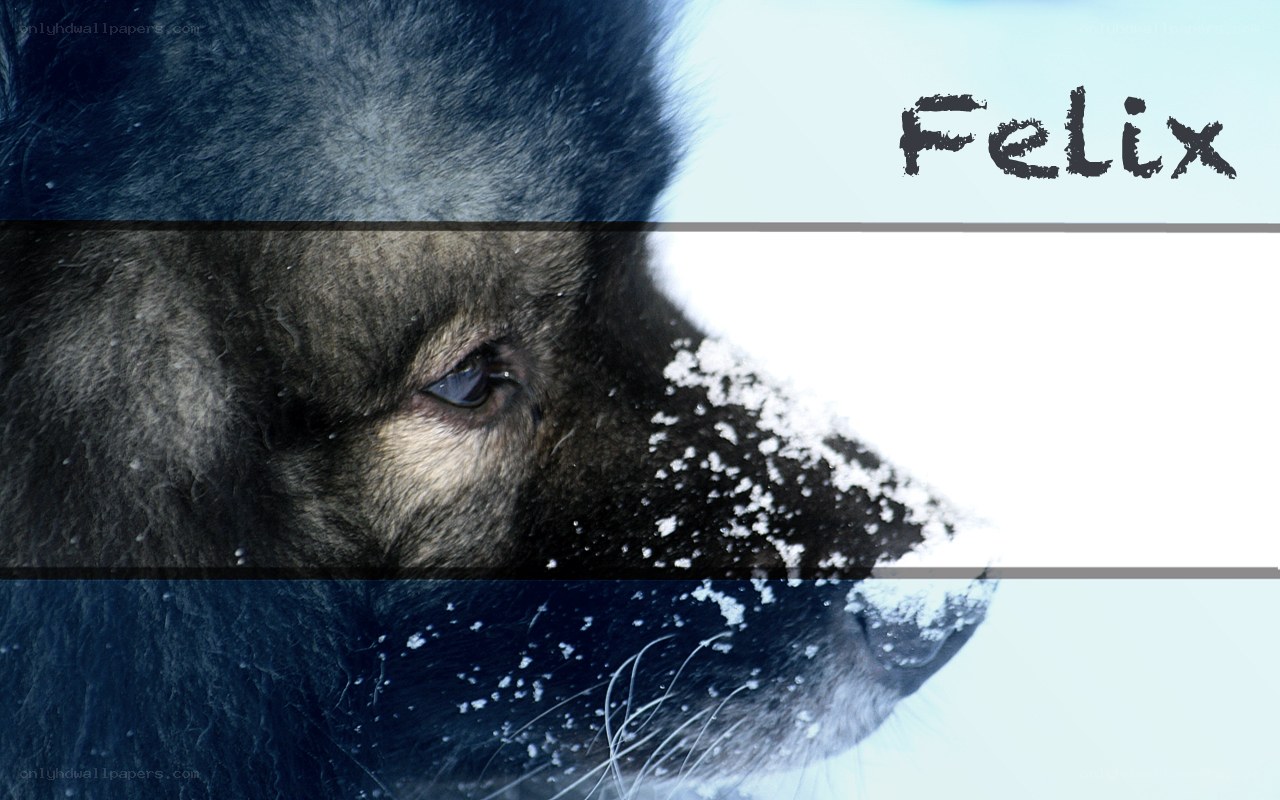 Felix the wolf in snow