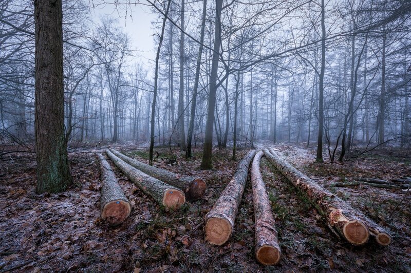 Felled Logs in Forest
