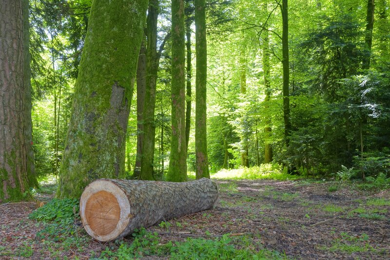 Felled Tree in Forest