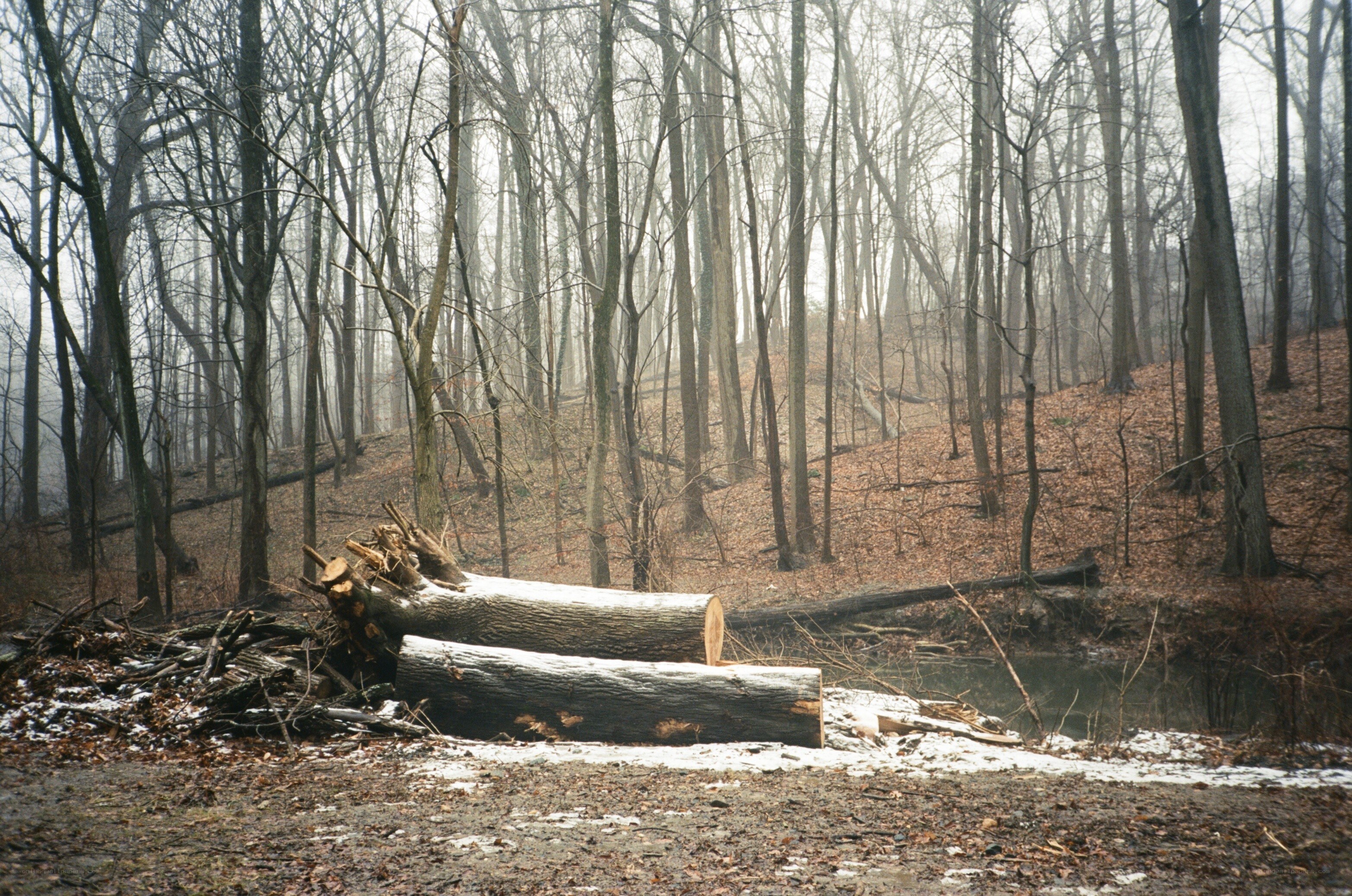 Felled trees in a misty forest