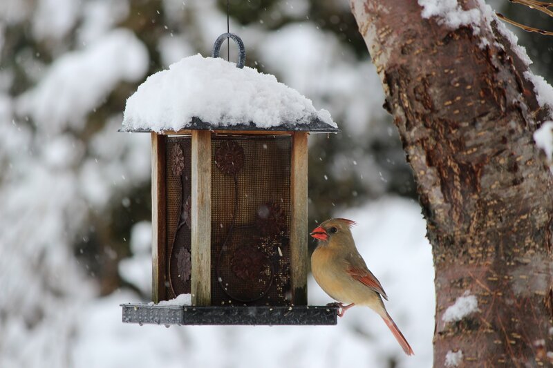 Female Cardinal at Feeder
