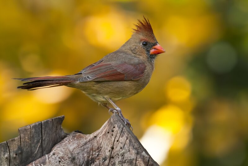 Female Cardinal Bird — Brown, Calm, Autumn