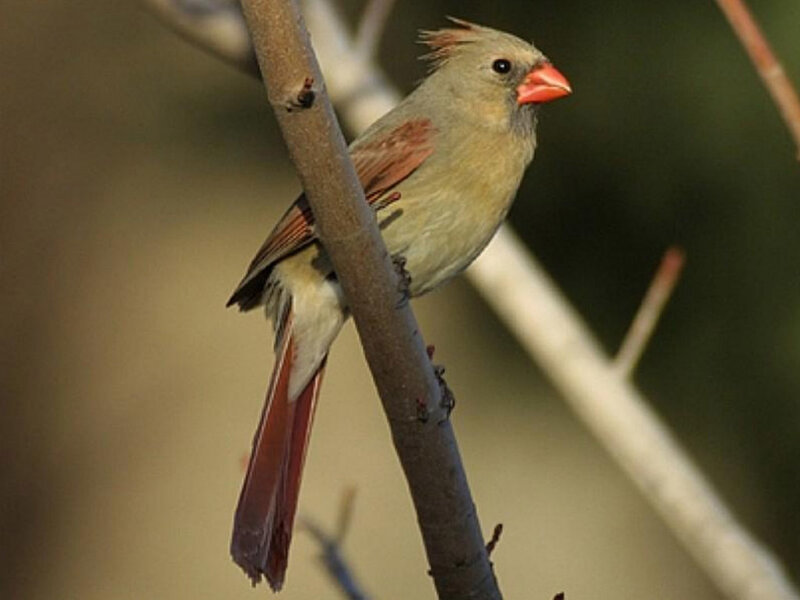 Female Cardinal Bird — Brown, Calm, Morning, Photograph