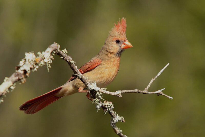 Female Cardinal Bird — Brown, Calm, Morning