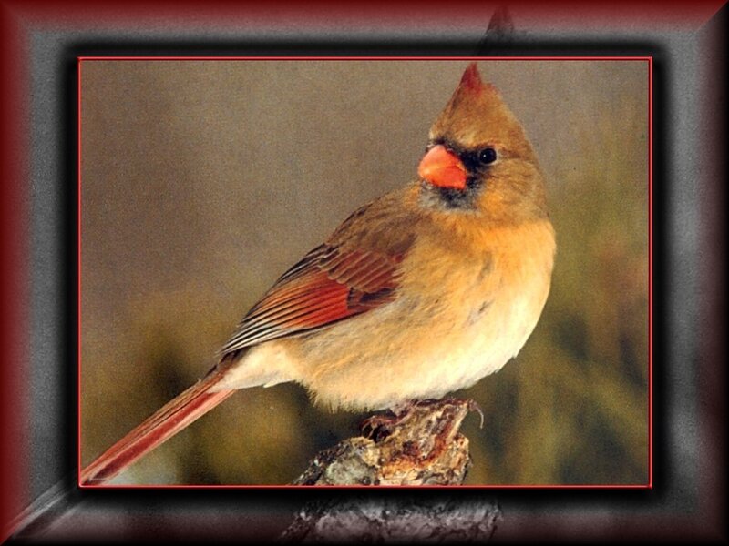 Female Cardinal Bird — Brown, Calm, Photograph