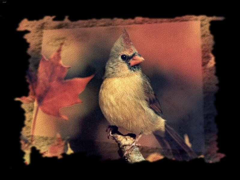 Female Cardinal Bird — Brown, Calm