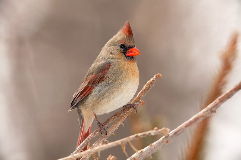 Female Cardinal Bird — Brown, Calm, Winter, Photograph, Branch