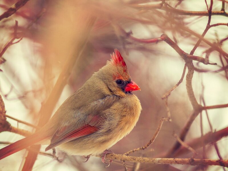 Female Cardinal Bird — Brown, Calm, Winter