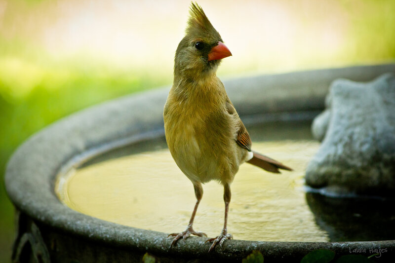 Female Cardinal Bird — Brown, Serene