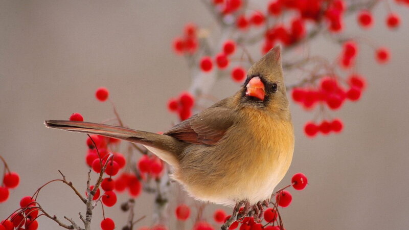 Female Cardinal Bird — Brown