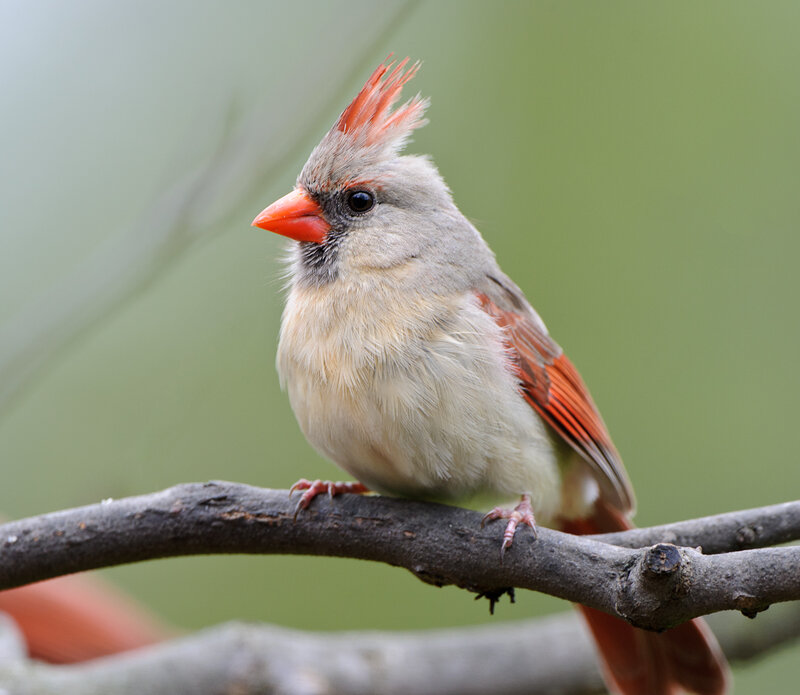 Female Cardinal Bird — Gray
