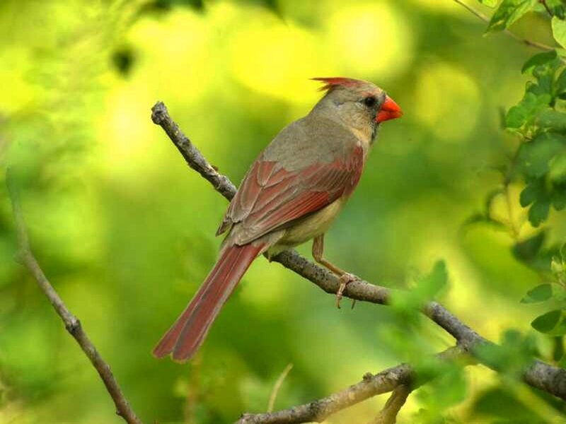 Female Cardinal Bird — Green