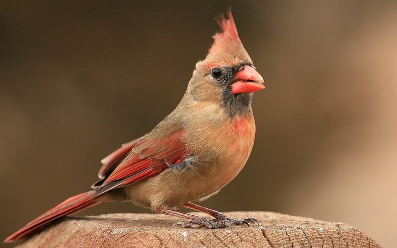 Female Cardinal Bird — Red, Calm, Photograph