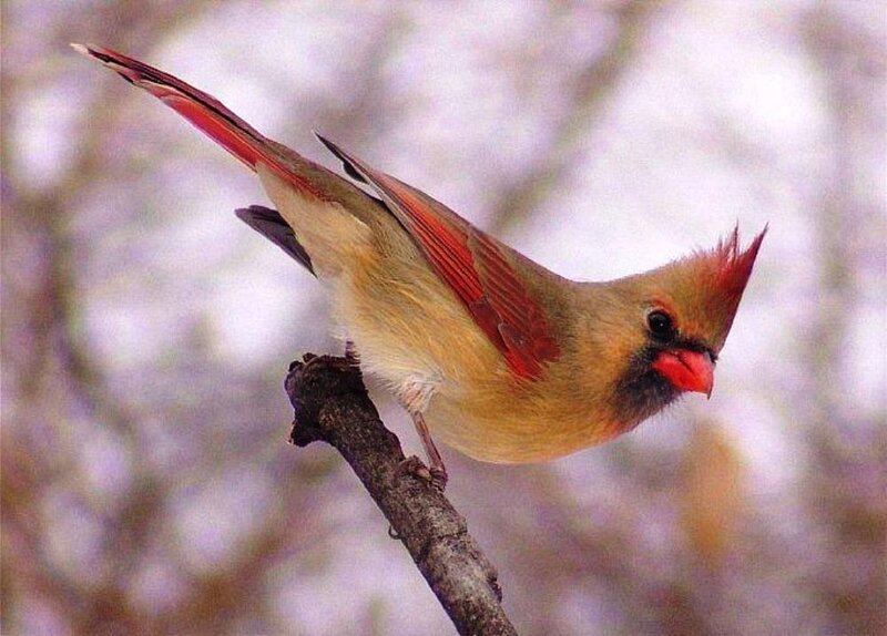 Female Cardinal Bird — Red, Calm