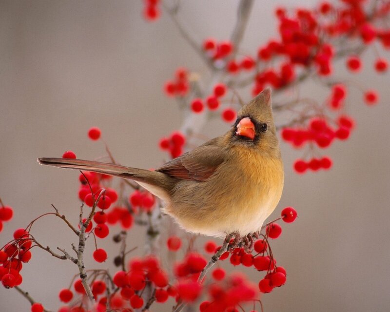 Female Cardinal Bird — Red, Calm, Winter, Photograph, Red Berries, Branches