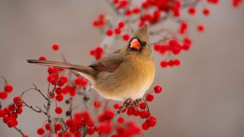 Female Cardinal Bird — Red, Calm, Winter, Photograph, Red Berries