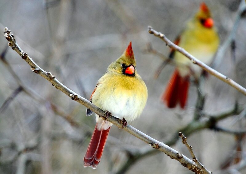 Female Cardinal Bird — Red
