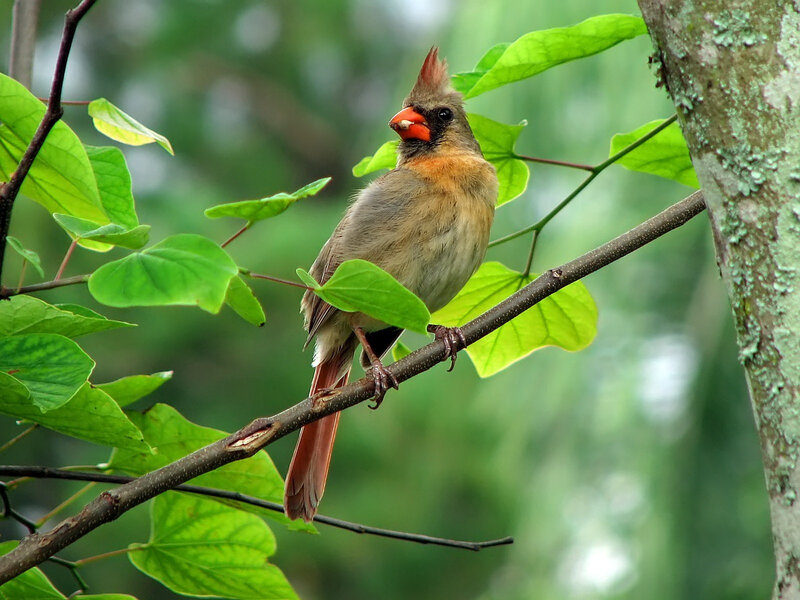 Female Cardinal Bird
