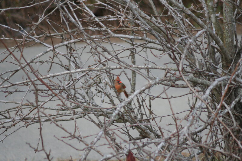 Female Cardinal in Branches