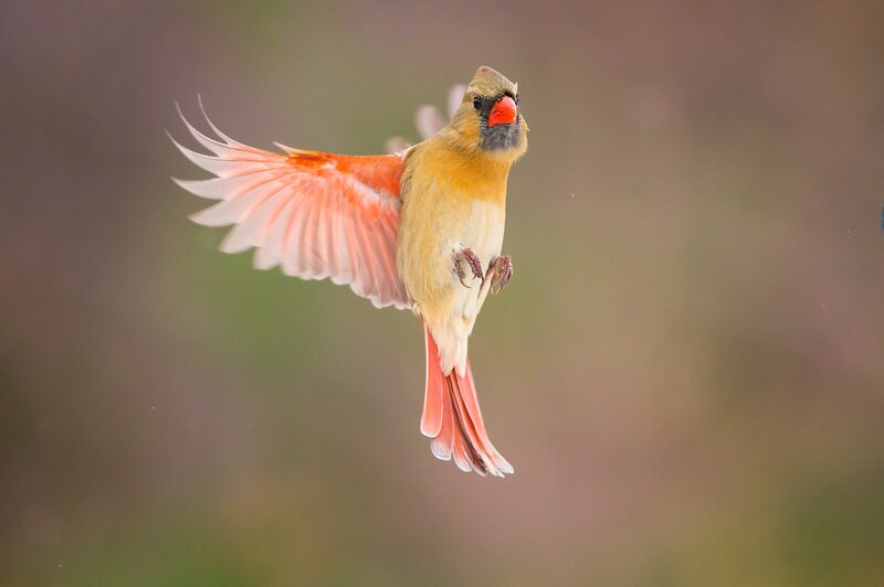 Female Cardinal in Flight