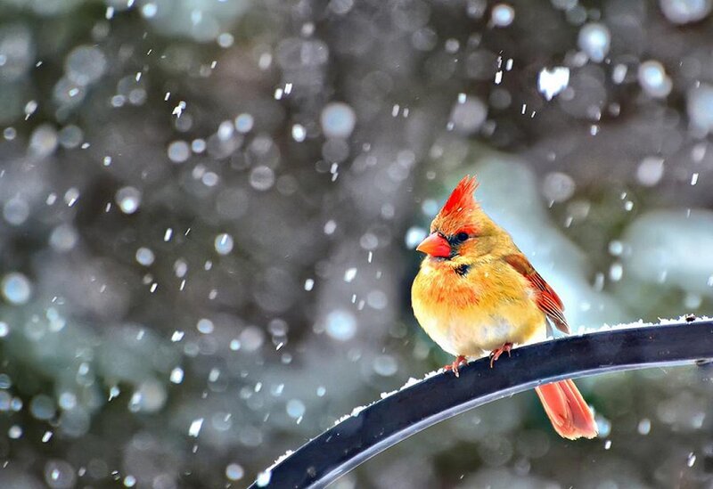 Female Cardinal in Snow — Red, Calm