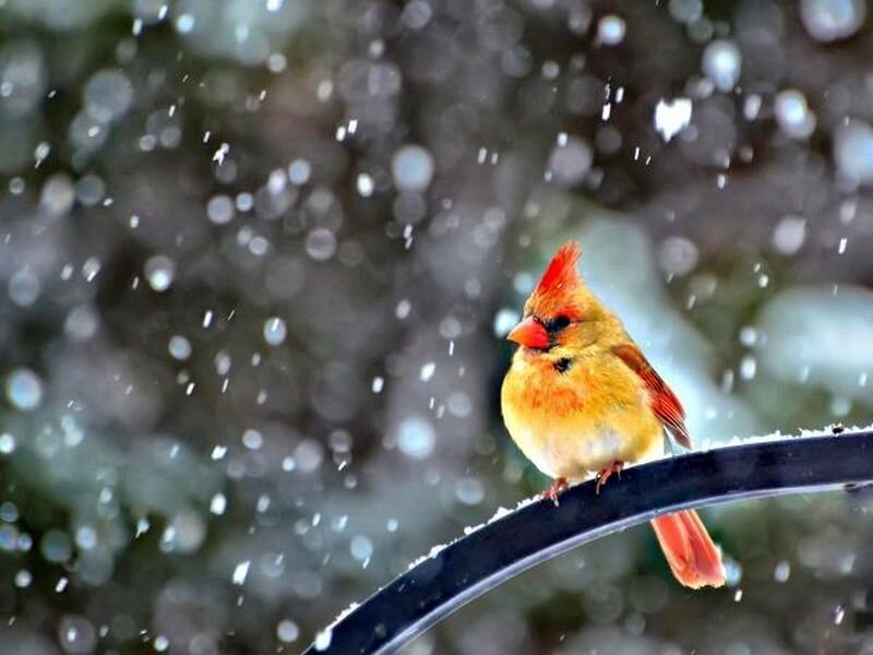 Female Cardinal in Snow — Red