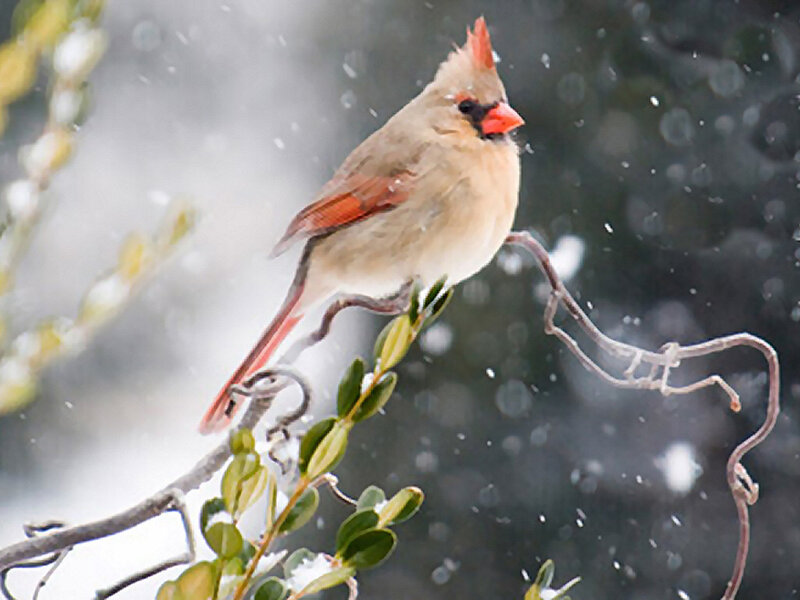 Female Cardinal in Snow