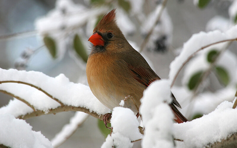 Female Cardinal in Snow — White, Calm