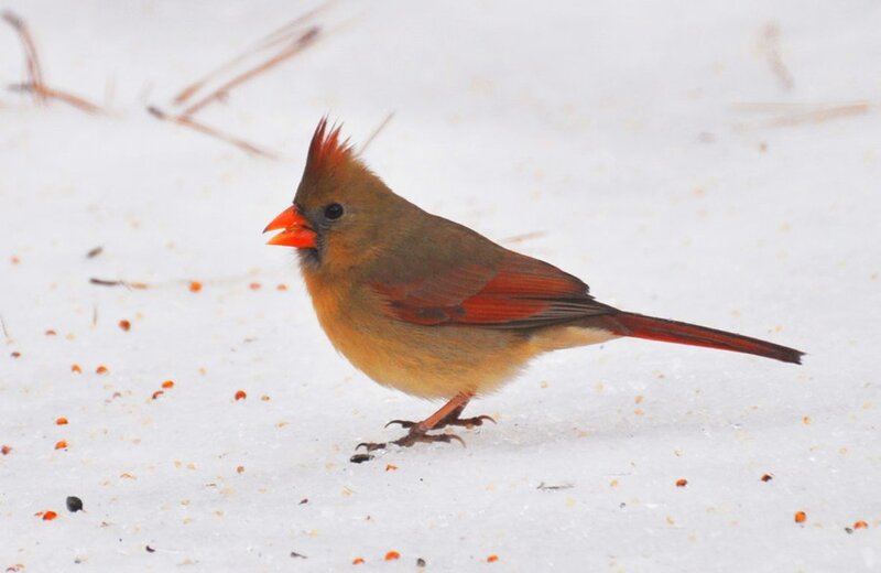 Female Cardinal in Snow — White, Calm, Winter