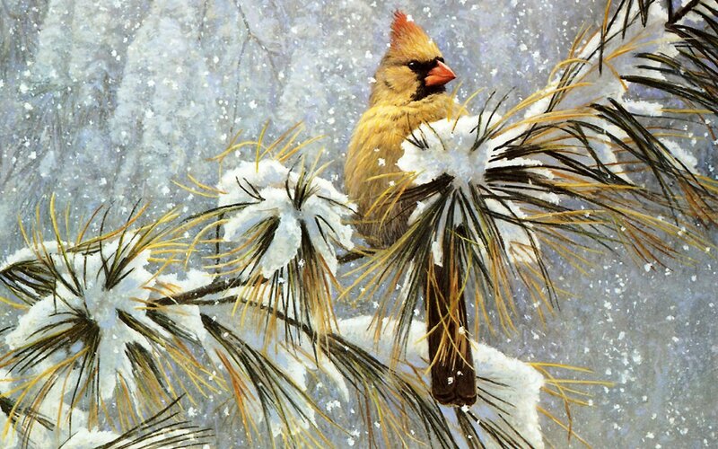 Female Cardinal in Snow — White