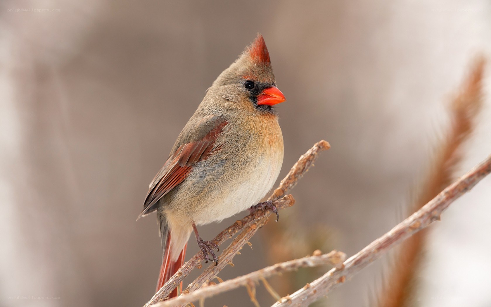 Female cardinal on a branch